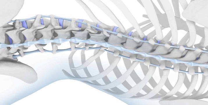 Die Brust- und Lendenwirbelsäule (1): Anatomie und Untersuchung